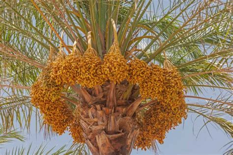 Date Palm Cultivation: Basic Guide for Beginners .